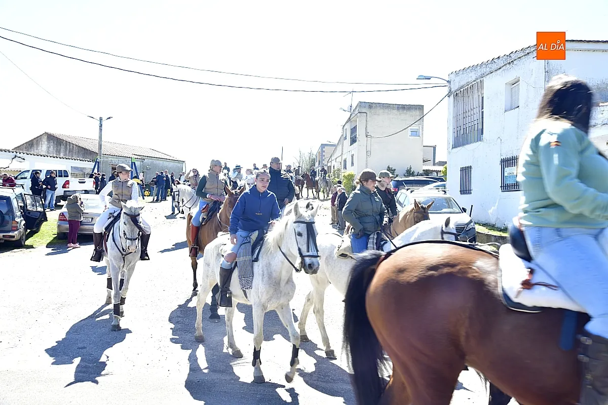Paseo con bueyes y caballos en las Fiestas de Conejera 