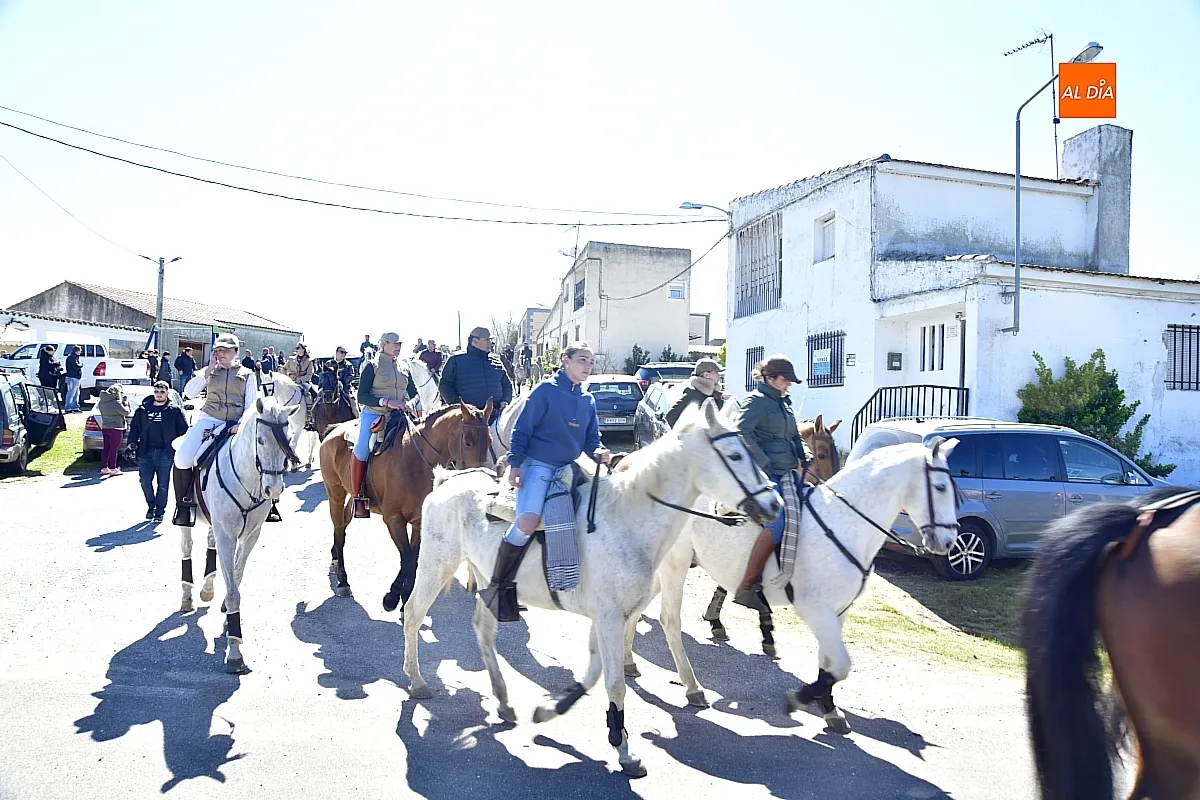 Paseo con bueyes y caballos en las Fiestas de Conejera 