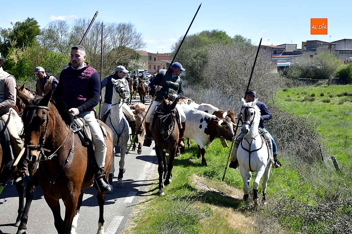 Caballistas recorren con bueyes dehesas de Conejera en una jornada de raíz y celebración