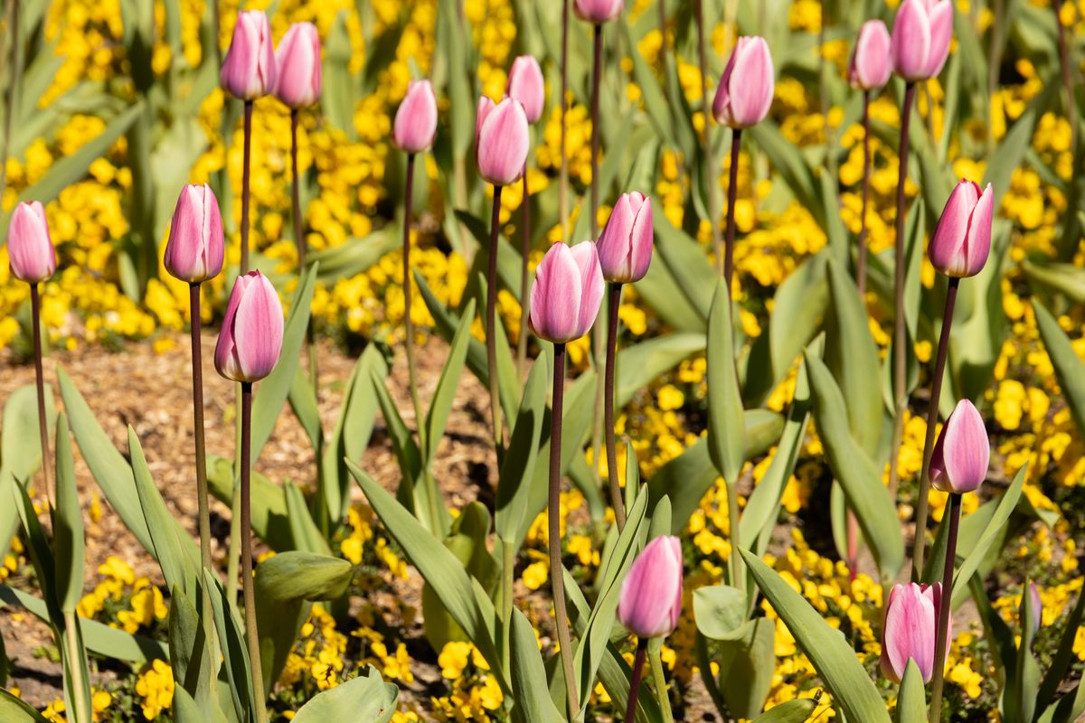 Tulipanes en la plaza de Anaya, Salamanca