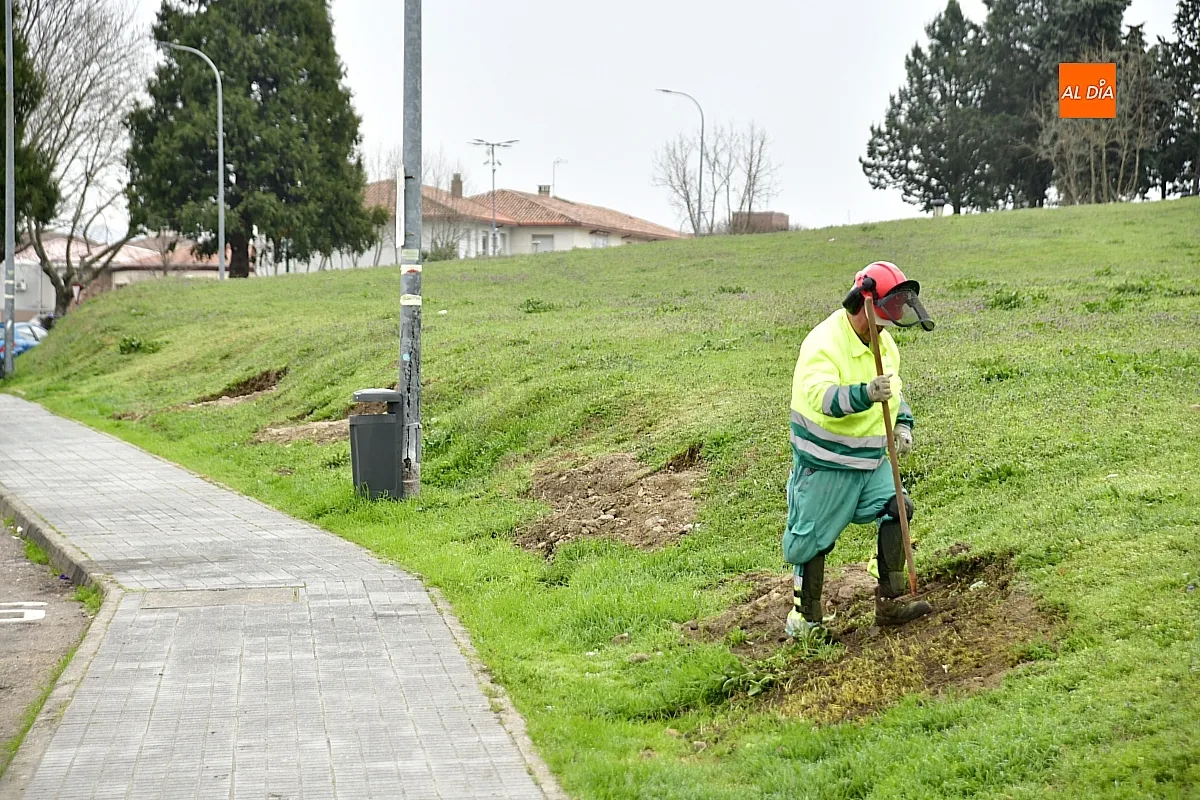 Trabajos de reacondicionado del glacis de la muralla mirobrigense
