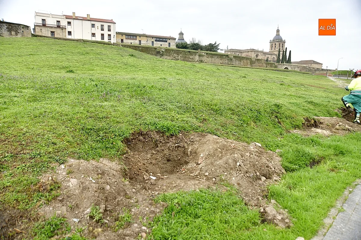 Trabajos de reacondicionado del glacis de la muralla mirobrigense