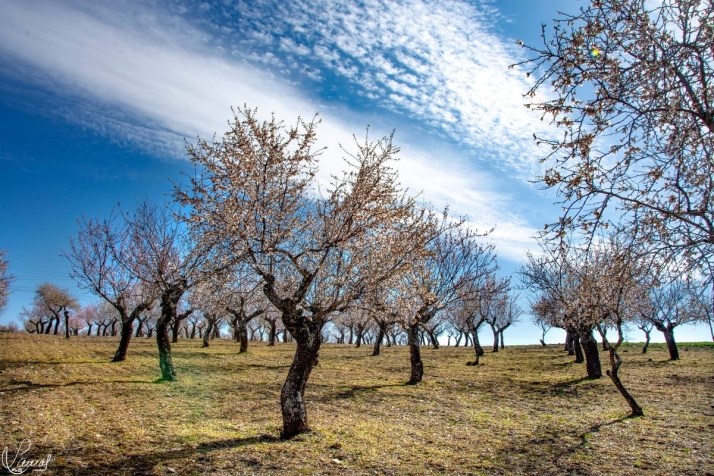 Almendros en La Fregeneda, Salamanca
