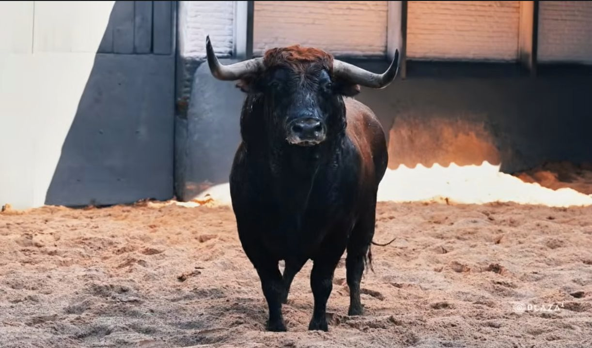 Toros de Cuadri en Las Ventas para Damián Castaño