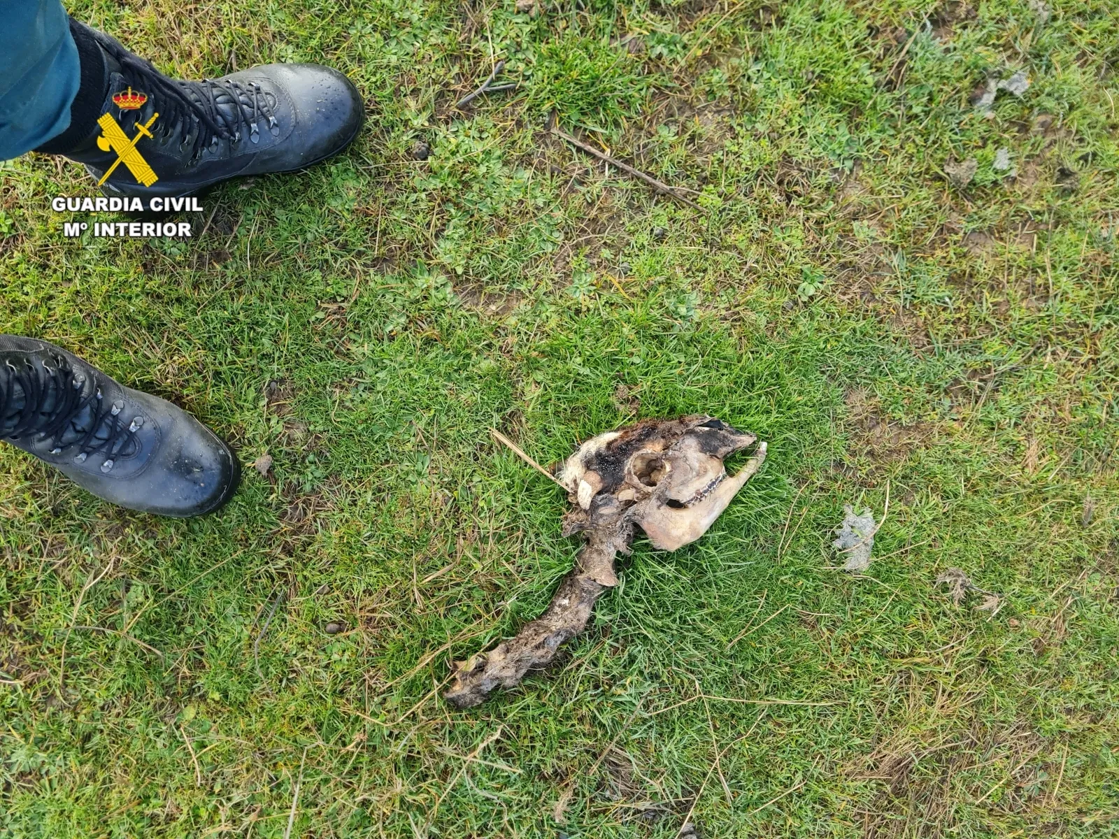 Foto 2 - V&Iacute;DEO | Investigado un ganadero salmantino tras hallar 60 ovejas muertas en dos explotaciones