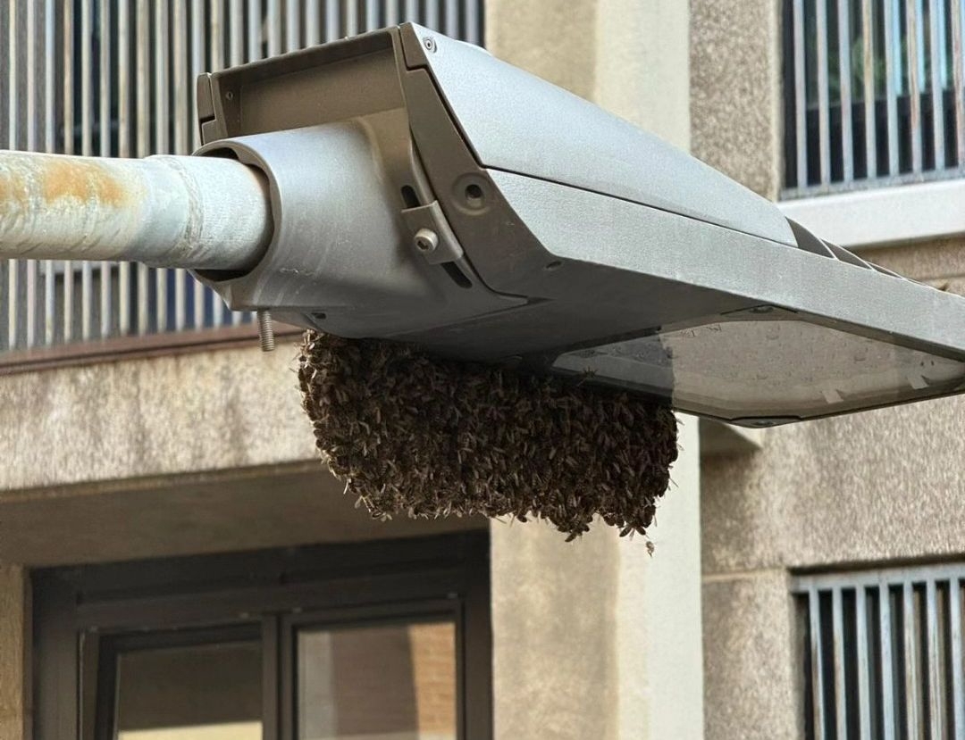 Bomberos retiran un enjambre en la calle Palacio Valdés de Salamanca