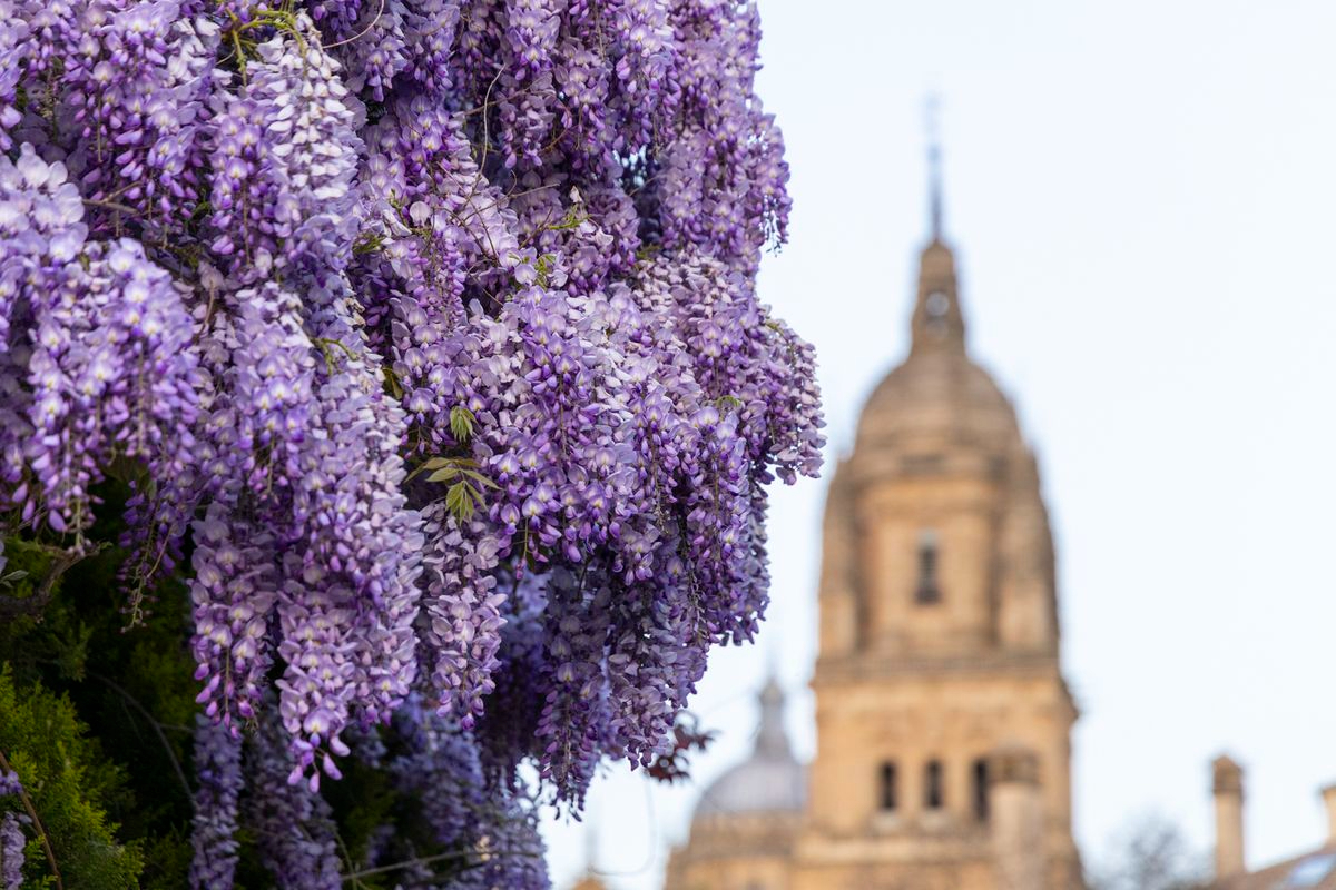 Salamanca, desde la calle Balmes