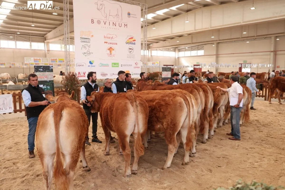 Javier Iglesias inaugura Bovinum 2026, la nueva feria ganadera de Salamanca que busca acercar el sector rural al público urbano