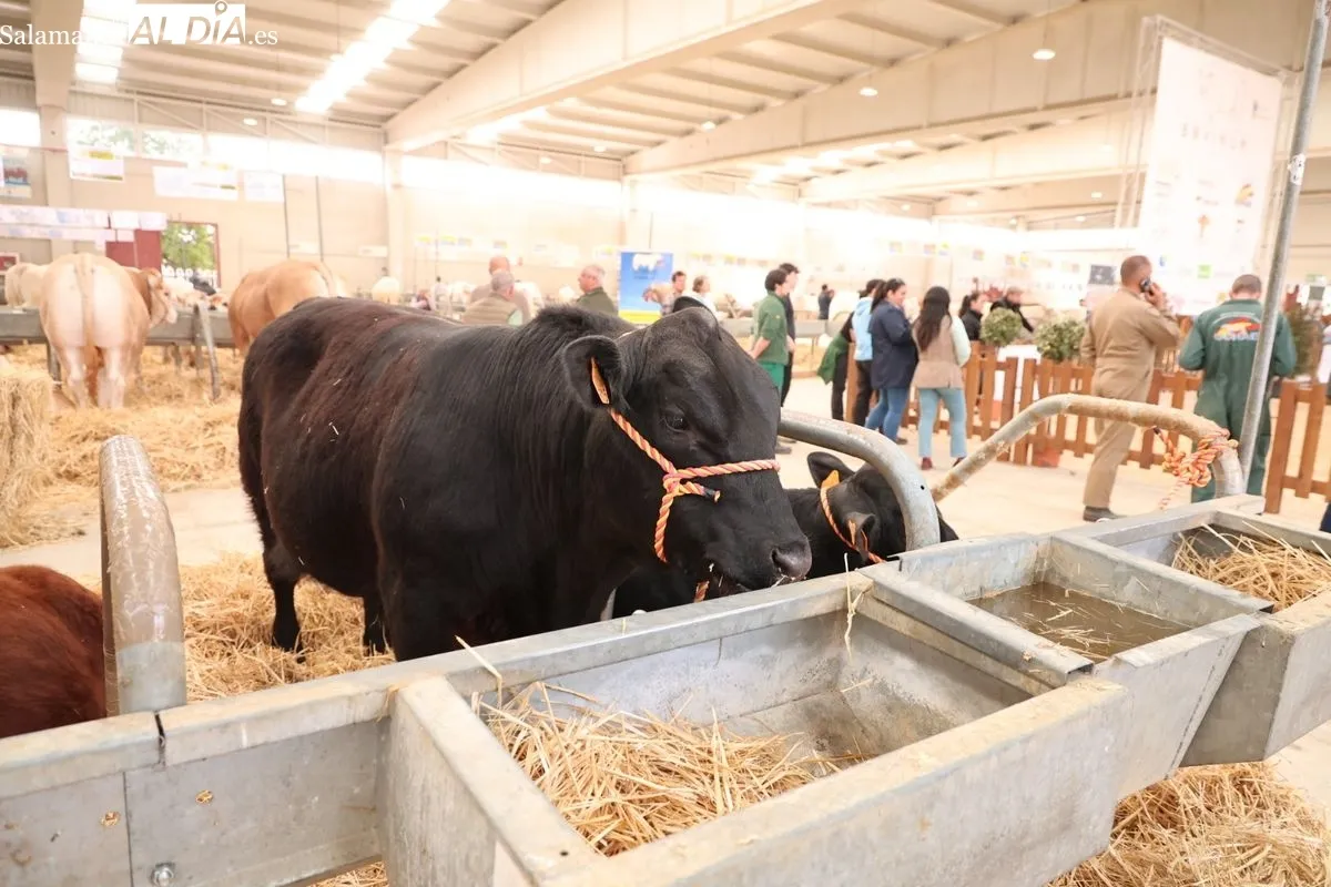 Javier Iglesias inaugura Bovinum 2026, la nueva feria ganadera de Salamanca que busca acercar el sector rural al público urbano