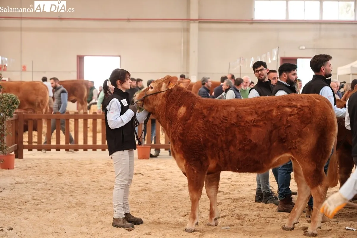 Javier Iglesias inaugura Bovinum 2026, la nueva feria ganadera de Salamanca que busca acercar el sector rural al público urbano