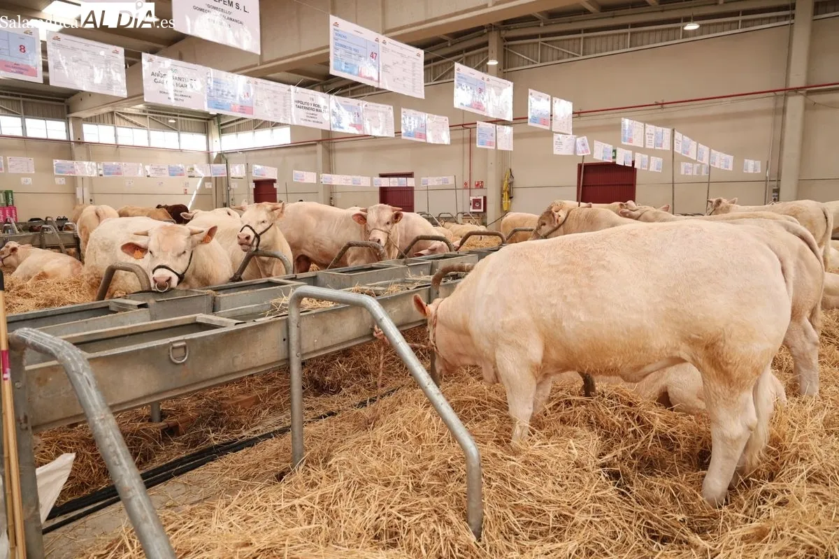Javier Iglesias inaugura Bovinum 2026, la nueva feria ganadera de Salamanca que busca acercar el sector rural al público urbano