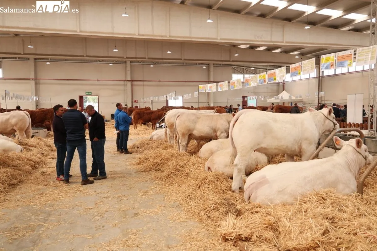 Javier Iglesias inaugura Bovinum 2026, la nueva feria ganadera de Salamanca que busca acercar el sector rural al público urbano
