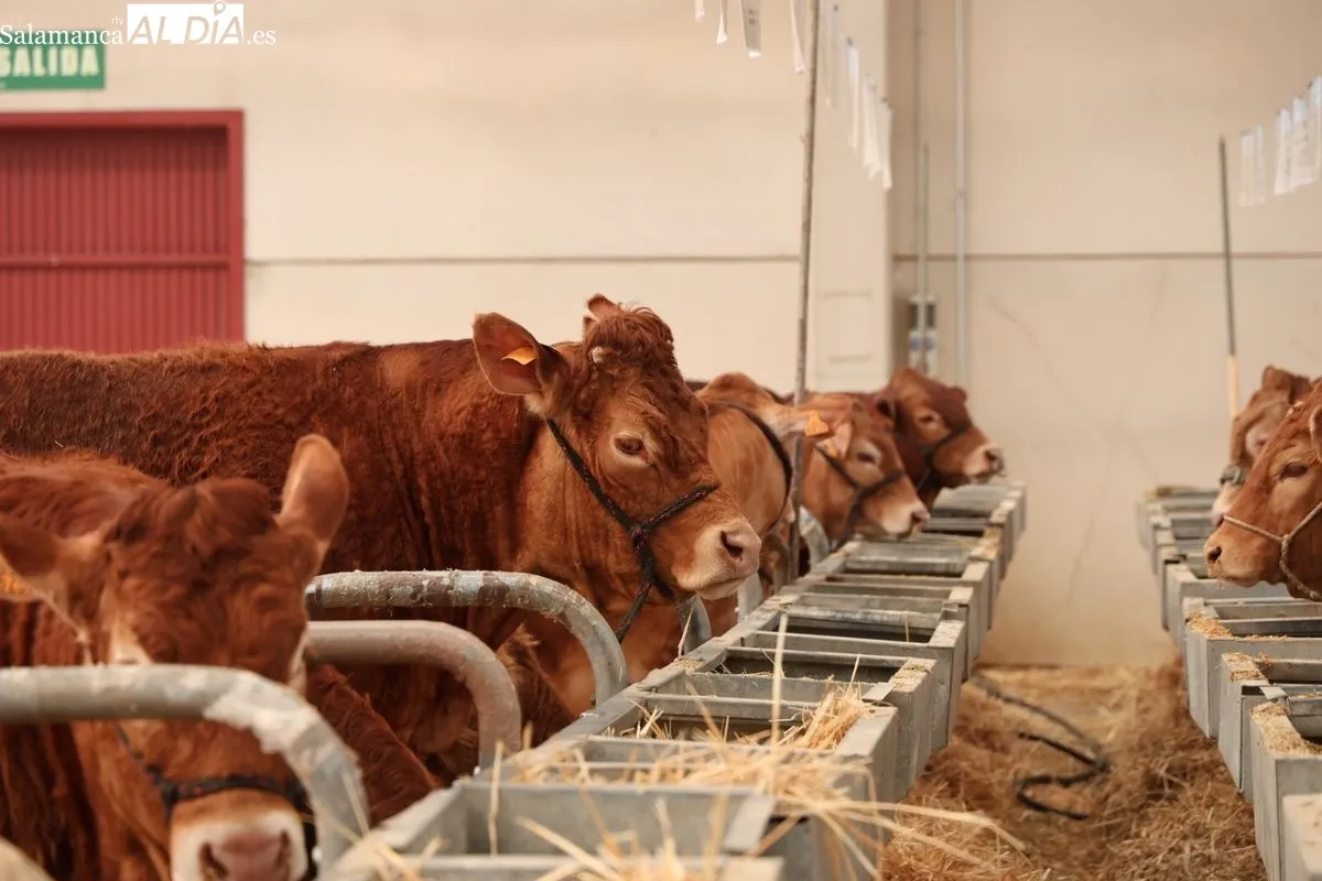 Javier Iglesias inaugura Bovinum 2026, la nueva feria ganadera de Salamanca que busca acercar el sector rural al público urbano