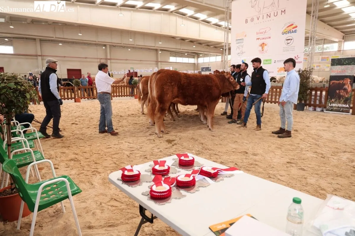 Javier Iglesias inaugura Bovinum 2026, la nueva feria ganadera de Salamanca que busca acercar el sector rural al público urbano