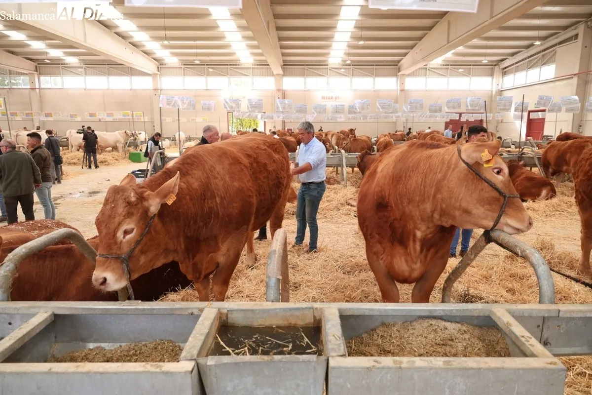 Javier Iglesias inaugura Bovinum 2026, la nueva feria ganadera de Salamanca que busca acercar el sector rural al público urbano