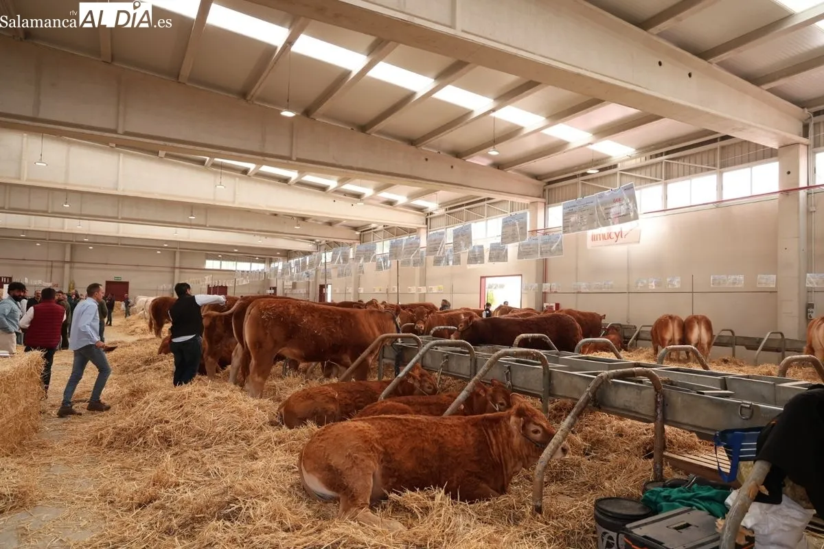 Javier Iglesias inaugura Bovinum 2026, la nueva feria ganadera de Salamanca que busca acercar el sector rural al público urbano