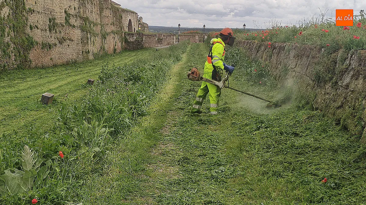Avanzan los trabajos de desbroce en el entorno del recinto amurallado de Ciudad rodrigo 