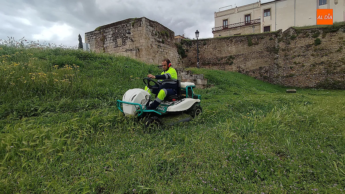 Foto 5 - Avanzan los trabajos de desbroce en el entorno del recinto amurallado