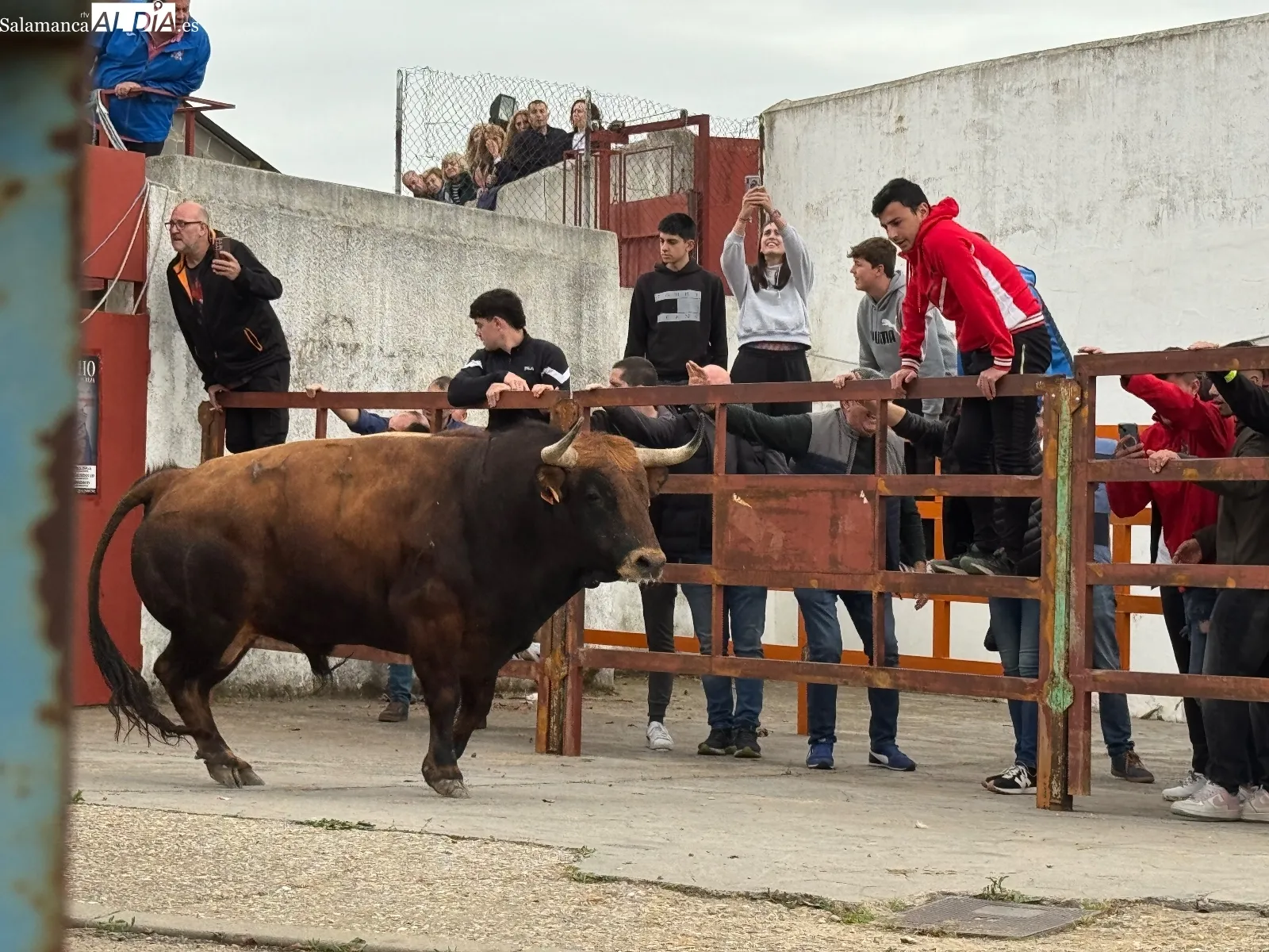 Foto 7 - Bravura, quiebros y emoci&oacute;n en el Toro del Voto de Villor&iacute;a