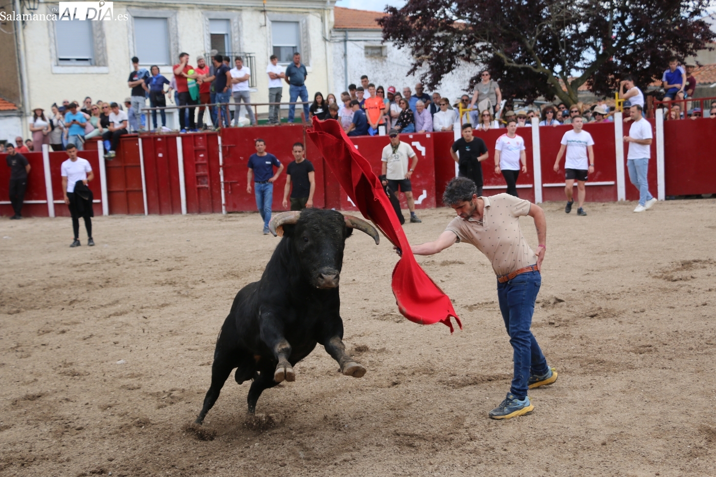 Capea de las fiestas de San Jorge en Olmedo de Camaces 