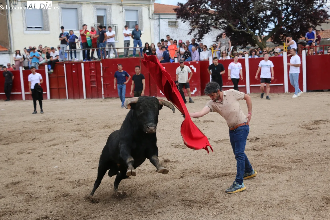 Capea de las fiestas de San Jorge en Olmedo de Camaces 