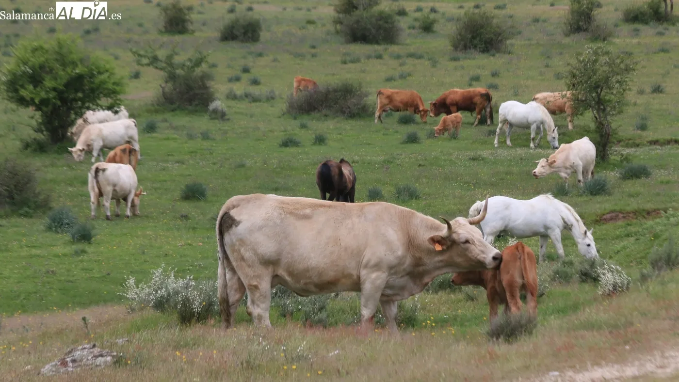 La Junta sube 25 % las ayudas de seguros agrarios para jóvenes agricultores