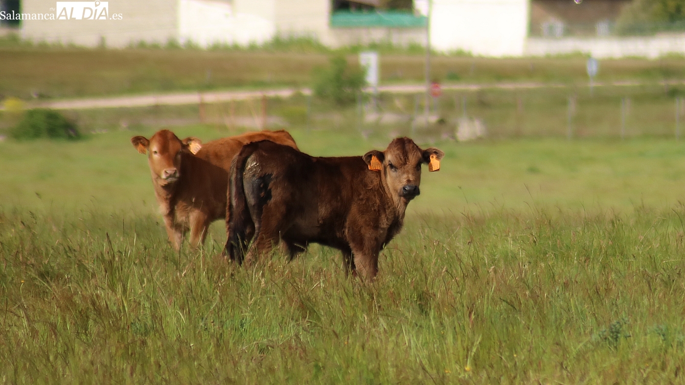 El cereal y la carne de vacuno siguen con precios a la baja
