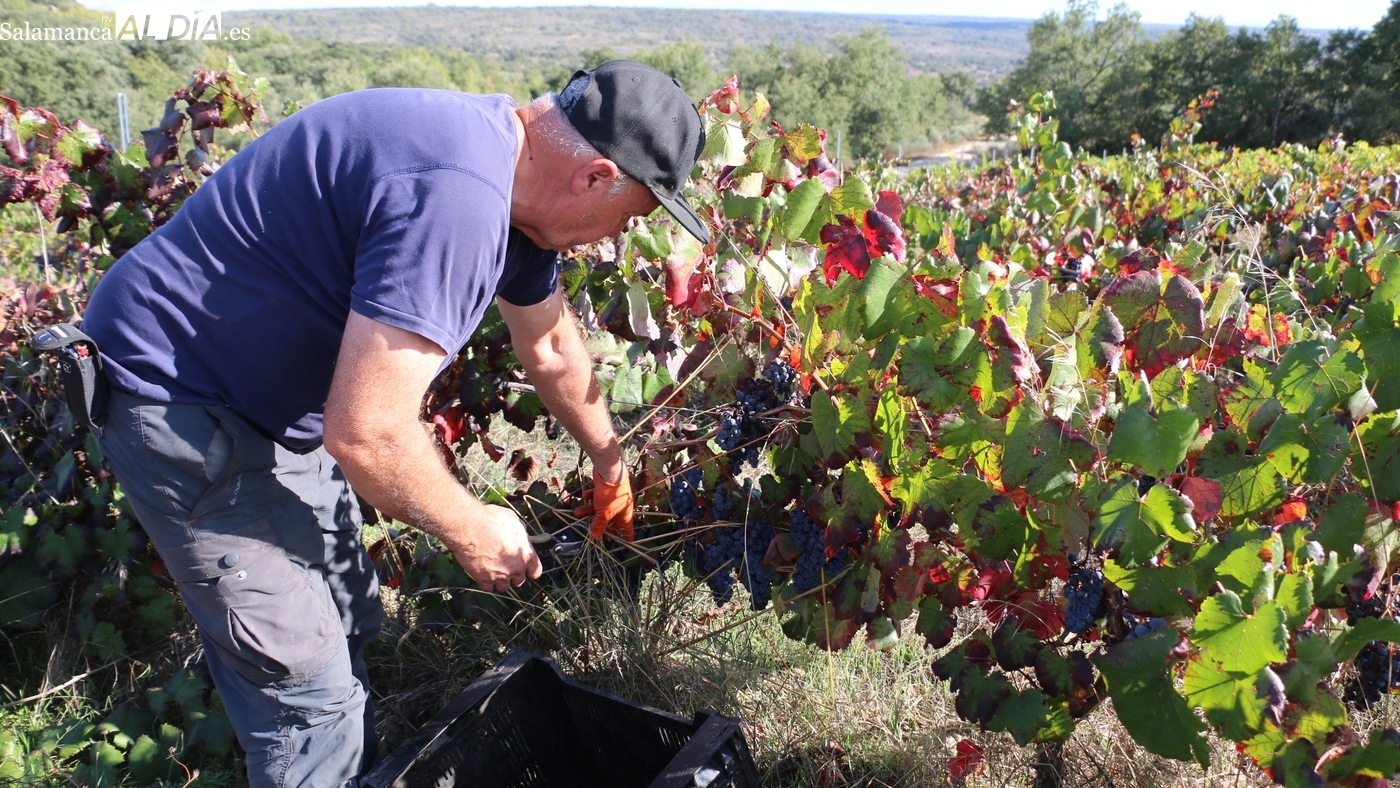 La Junta amplía el plazo de la PAC hasta el 15 de mayo
