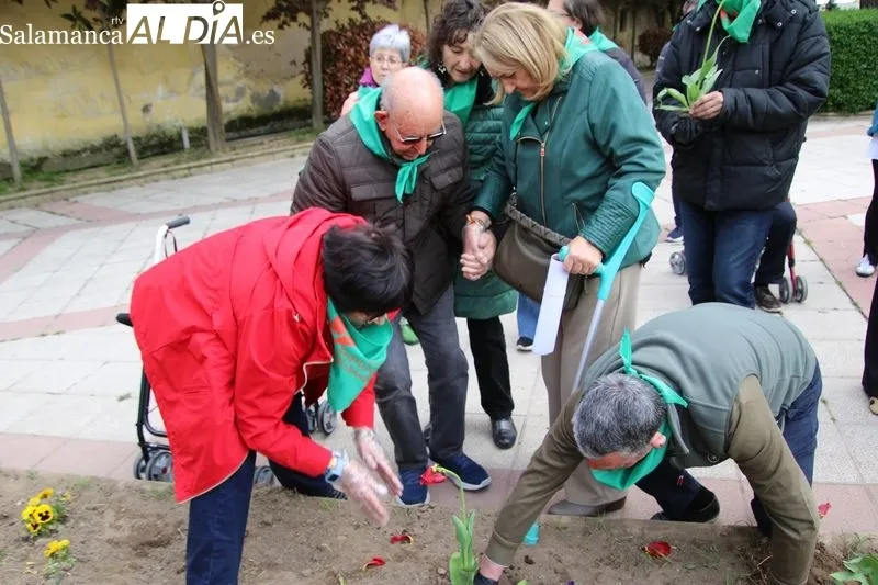 Foto 11 - Alba de Tormes se suma al D&iacute;a Mundial del Parkinson con la plantaci&oacute;n de tulipanes