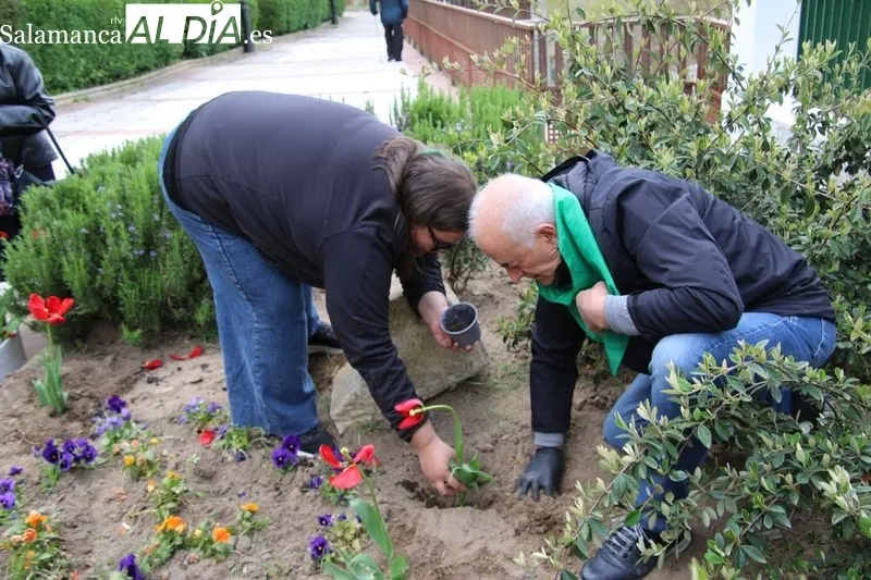 Foto 9 - Alba de Tormes se suma al D&iacute;a Mundial del Parkinson con la plantaci&oacute;n de tulipanes