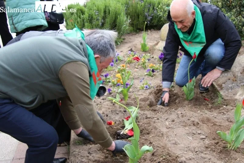 Foto 5 - Alba de Tormes se suma al D&iacute;a Mundial del Parkinson con la plantaci&oacute;n de tulipanes