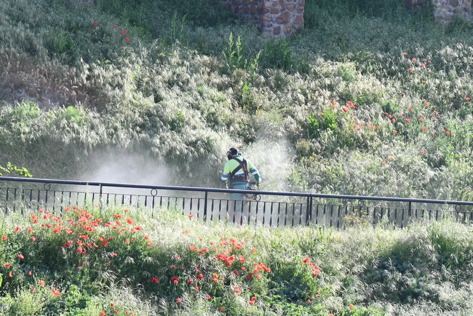 Foto 4 - El Ayuntamiento refuerza el desbroce de sus zonas verdes y el r&iacute;o