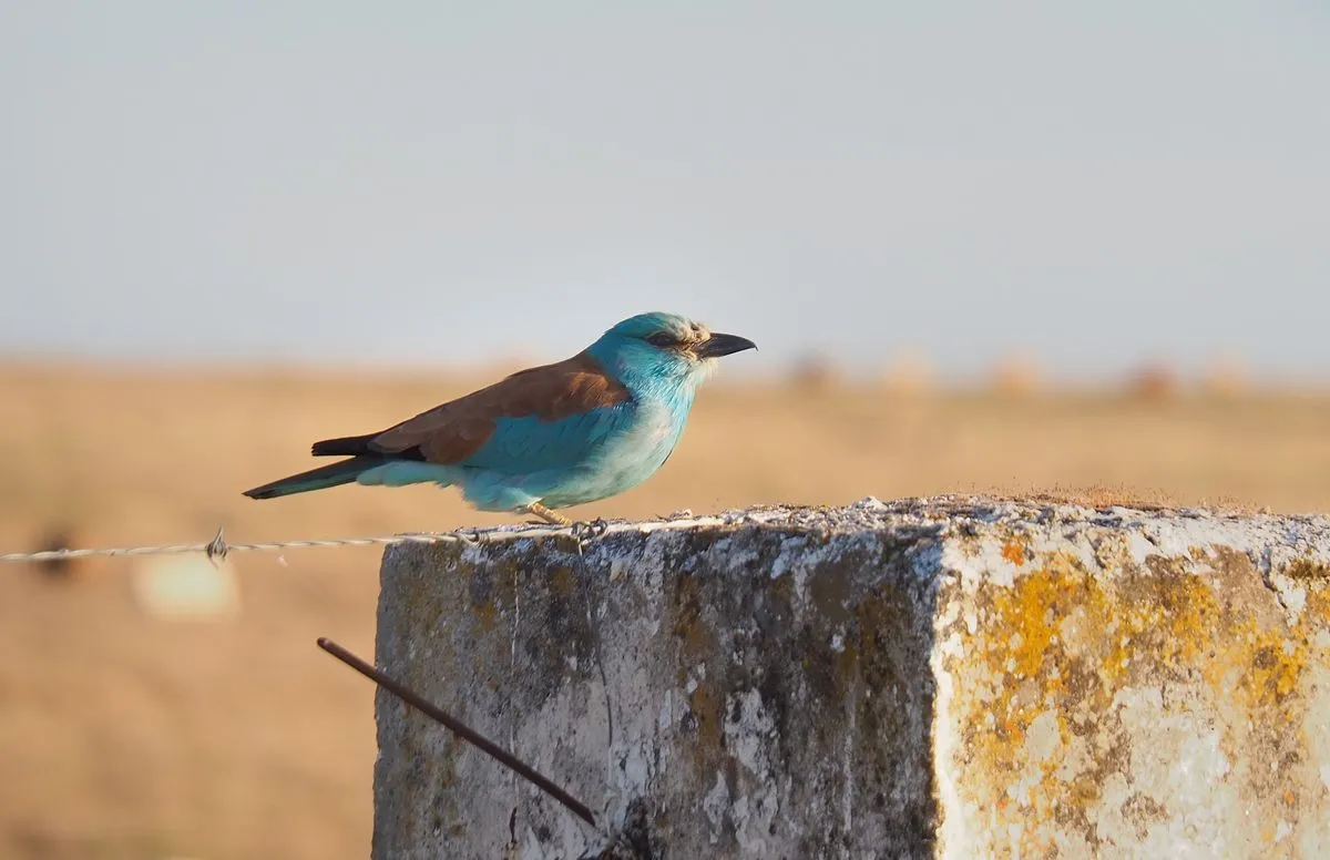 Carraca en El Bodón