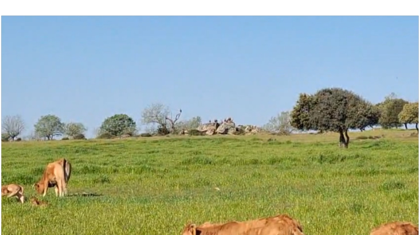 Ataques al ganado por fauna salvaje en Almendra