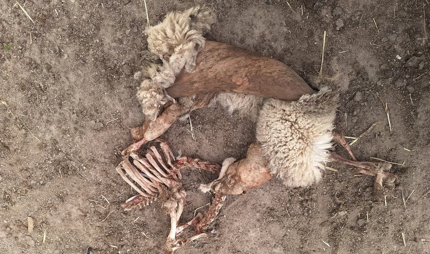 Restos de una oveja dejados por los buitres