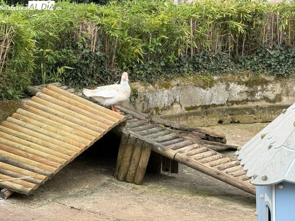 Patos en el estanque de La Alamedilla y Los Jesuitas | Fotos: T.S