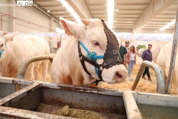 Plazos y precios para la feria Salamaq 2026 en Salamanca