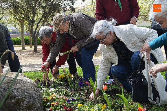 Ciudad Rodrigo celebra el Día del Parkinson con tulipanes