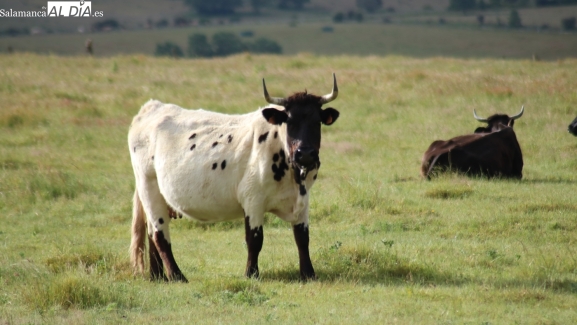 Mercado de ganado y lonja de Salamanca del 6 de abril de 2026