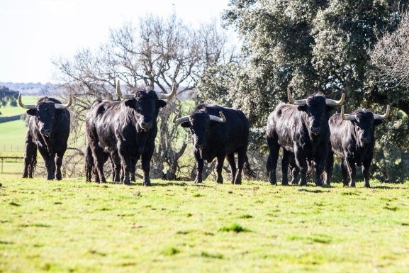 Reportaje ganaderia José Enrique Fraile Valdefresno encaste Atanasio 