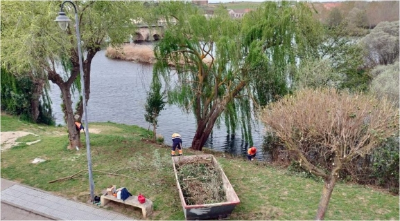 Alba de Tormes retira especies invasoras del río Tormes