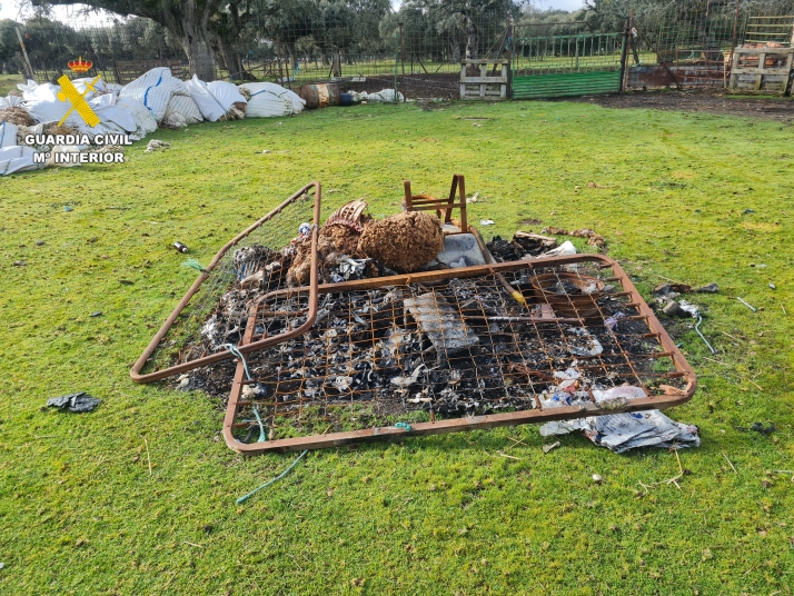 VÍDEO | Investigado un ganadero salmantino tras hallar 60 ovejas muertas en dos explotaciones