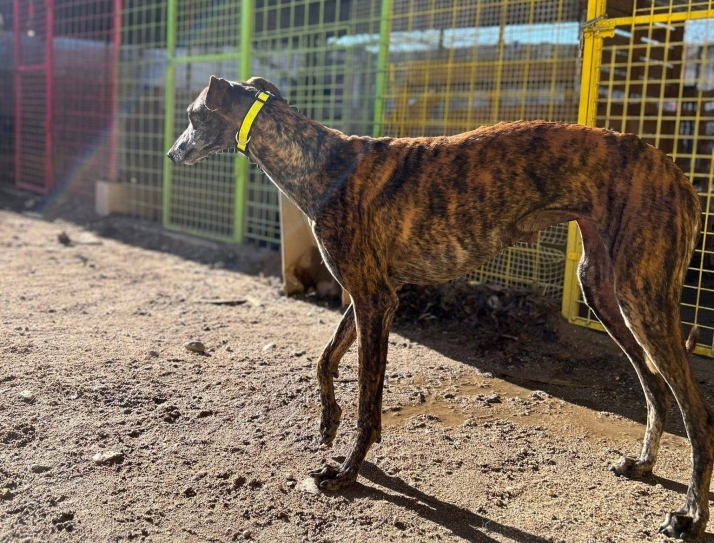 No podemos seguir salvando vidas. Siempre Fiel cierra las puertas de su refugio 