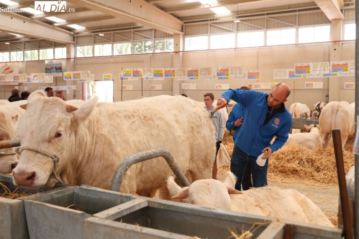 Bovinum 2026: la nueva gran feria ganadera de Salamanca