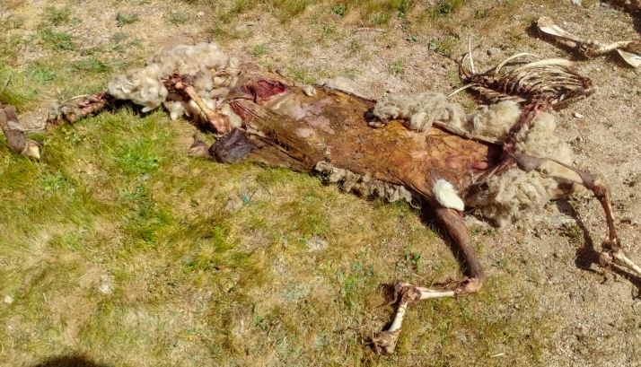 Nuevo ataque de lobo en Bogajo: cuatro ovejas muertas