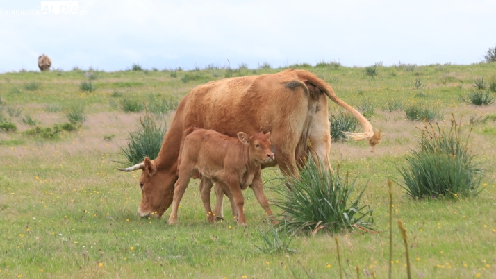 Mercado de ganado y lonja de Salamanca del 13 de abril de 2026
