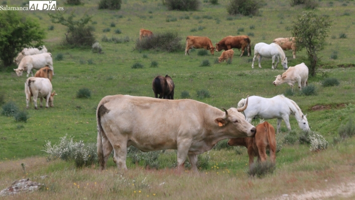 Nueva bajada del precio de la carne de vacuno y del cereal