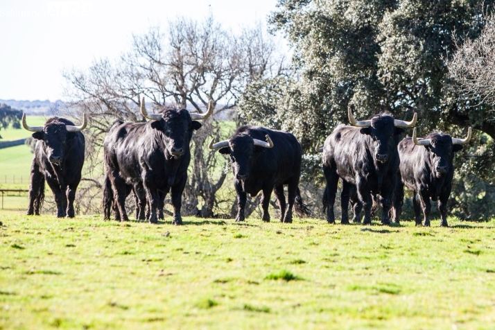 Reportaje ganaderia José Enrique Fraile Valdefresno encaste Atanasio 