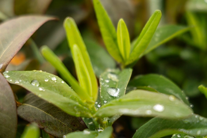 El placer de observar 