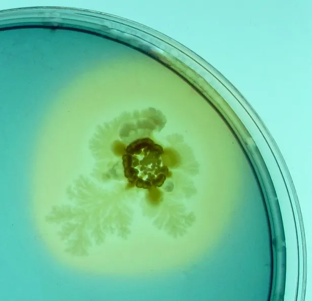 Foto 6 - El &eacute;xito internacional de la galer&iacute;a de Biolog&iacute;a de la USAL: alcanza los 90 millones de visualizaciones